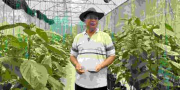 BRI Tancap Gas Biayai Pertanian Organik, Petani Paprika Tabanan Sukses Tembus Pasar Premium