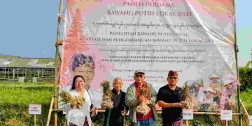 Panen Perdana di Babahan, Dorong Kebangkitan Kesune Bali dan Kedaulatan Pangan